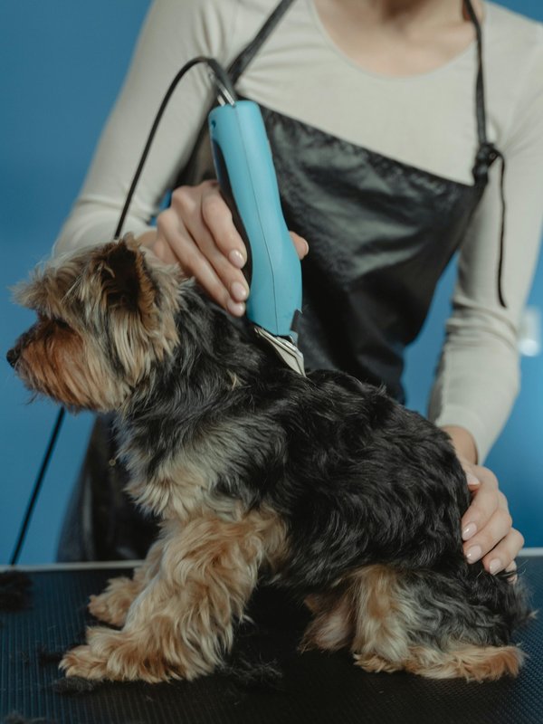 Tondeuse chien professionnelle : le choix optimal pour un toilettage efficace et confortable